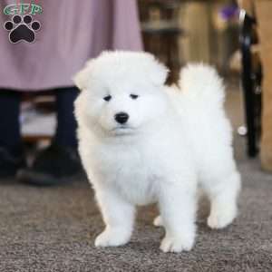 Simon, Samoyed Puppy